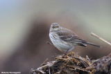 Anthus spinoletta (water pipit-spioncello)