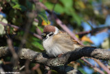 Passer montanus (tree sparrow-passera mattugia