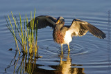 Tricolored Heron fishing