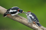 Woodpecker feeding chick