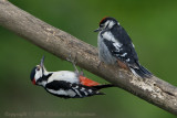 Woodpecker with chick