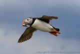 Puffin in flight