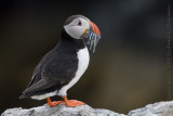 Puffin with sand-eels