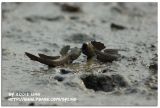 u Periophthaimus cantonensis