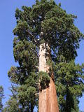 Sequoia 006.jpg