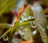 Dew Drops