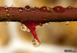 Drops
