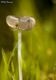 Fungi 2