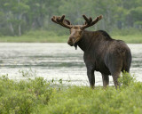 Moose, Bull-070308-River Pond, Golden Road, ME-#0362.jpg