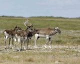 Caribou, Woodland-081106-Peters River, Newfoundland, Canada-0719.jpg