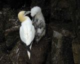 Gannet, Northern, w Chick-081006-Cape St Marys Ecological Reserve, Newfoundland, Canada-0746.jpg