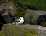 Kittiwake, Black-Legged, Chick-081006-Cape St Marys Ecological Reserve, Newfoundland, Canada-0711.jpg