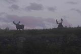 Moose 2 Bulls in Silhouette in Fog-080606-Rt 430 Gros Morne Natl Park Newfoundland Canada-0078.jpg