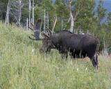 Moose, Bull-080406-Rt 430, Gros Morne Natl Park, Newfoundland, Canada-0238.jpg