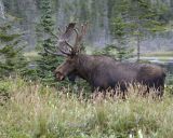Moose, Bull-080506-Rt 430, Gros Morne Natl Park, Newfoundland, Canada-0181.jpg