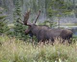 Moose, Bull-080506-Rt 430, Gros Morne Natl Park, Newfoundland, Canada-#0185.jpg