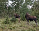 Moose, Calf & Cow-080306-Rt 430, Gros Morne Natl Park, Newfoundland, Canada-0441.jpg