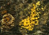 IMG_5028 Witches butter and Lemon drops.jpg