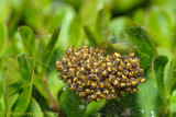 Spider Nursery_DSC_8221.jpg