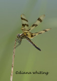 Halloween Pennant female