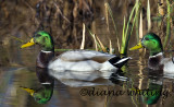 Mallard Drakes