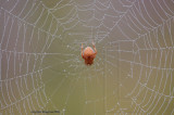 dewy spider