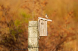 Black crested titmouse