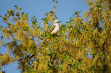 scissortailed flycatcher on live oak
