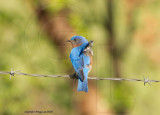 eastern bluebird