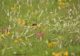 black chinned hummingbird