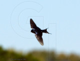 Barn Swallow