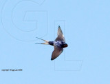 Barn Swallow