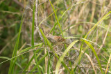 Field Sparrow June 25