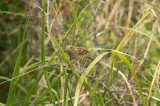Field Sparrow June 25