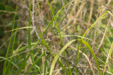 Field Sparrow June 25