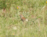 field sparrow may 11