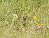 field sparrow may 11