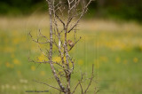 field sparrow may 16