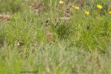 field sparrow may 16