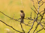 field sparrow crop previous