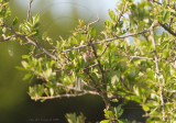 field sparrow may 11