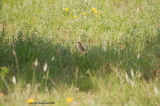 field sparrow may 11