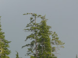Our first wildlife spotting - theres an eagle up in that tree!