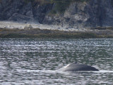Well, almost caught this whale above the water!