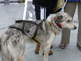 One of Libby Riddles dogs, she made history in 1985 by being the first woman to win the Iditarod Sled Dog race.