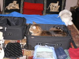 The cats wanted to come too - Remy jumps in one suitcase....
