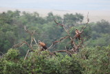 Vultures in the tree top - we dont often get this view!