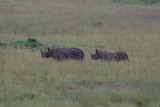 Black rhino sighting!