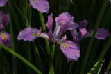 Wild Iris