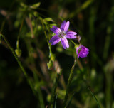 Some kind of pretty weed...